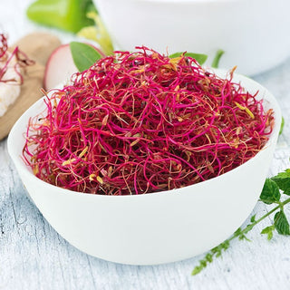 Poirée rouge - graines à germer - Légèrement sucré, source d’acide folique - 100 g - Graines Premium