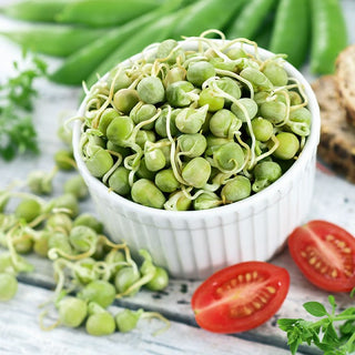 Green Pea - Sprouting Seeds - Delicate Flavour, Fast-Growing, Easy Care - Pisum sativum - Premium Seeds