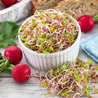 Radish - Sprouting Seeds - Nutritious Bomb, Easy to Care For, Intense Flavour - Premium Seeds