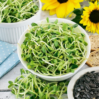 Tournesol - graines à germer - Goût prononcé de noisette - Helianthus annuus - Grand sachet - 100 g - Graines Premium