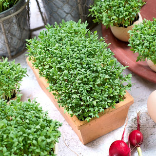Microgreens - Cresson alénois - Pour les sandwichs, salades, tartinades - Sachet géant - 1 kg - Graines Premium