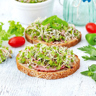 Graines à germer - Radis blanc Daikon - Idéale pour les sushis, les salades, les sandwichs - Sachet géant - 500 g