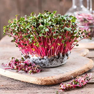 Microgreens - Radis - Délicieux complément pour les plats - Grand sachet - 250 g - Graines Premium