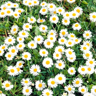 Pâquerette des prés - Idéale pour les pelouses, résistante à la tonte - Bellis perennis - 10 g