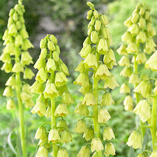 Fritillaire de Perse - blanc - Fritillaria - Ornement printanier exotique