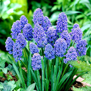 Muscari - Blue Spike - Couleur intense, effet remarquable - 10 bulbes
