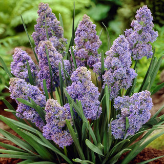 Muscari - Fantasy Creation - Précoce messager du soleil printanier - 10 bulbes