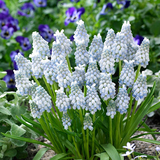 Muscari - Peppermint - Accent subtil pour les massifs - 10 bulbes