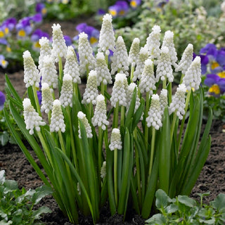 Muscari - Siberian Tiger - Perle de jardin blanc - 10 bulbes