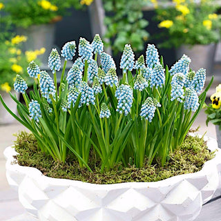 Muscari - Aqua Magic - Petites fleurs à grand effet - 10 bulbes