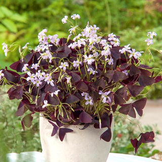 Oxalis triangularis - Délicatesse pourpre et romantique - 5 bulbes