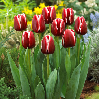Tulipe - Armani - Tulipa - Élégance enfermée dans une tulipe - 5 bulbes