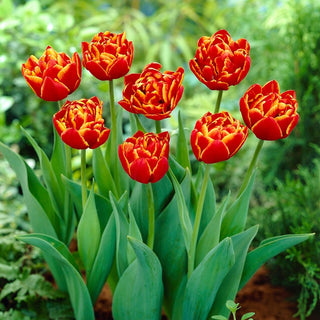 Tulipe - Allegretto - Tulipa - Idéal, résistant aux conditions difficiles - 5 bulbes