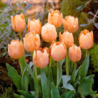 Tulipe - Apricot Beauty - Tulipa - Couleur chaude annonçant le printemps - 5 bulbes