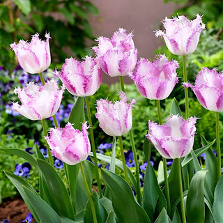 Tulipe - Aria Card - Tulipa - Résistance alliée à la beauté - 5 bulbes