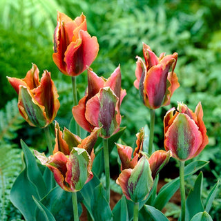Tulipe - Artist - Tulipa - Tulipe à l’âme artistique - 5 bulbes