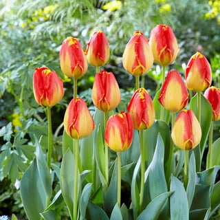 Tulipe - Banja Luka - Tulipa - Tiges hautes, effet saisissant - 5 bulbes