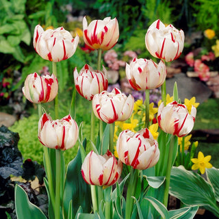 Tulipe - Carnaval de Nice - Tulipa - Beauté sans complications inutiles - 5 bulbes