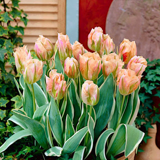 Tulipe - China Town - Tulipa - Couleurs printanières dans toute leur splendeur - 5 bulbes