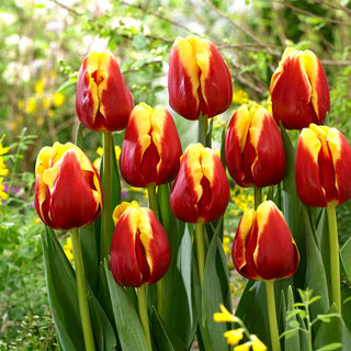 Tulipe - Denmark - Tulipa - Tiges élancées, hautes et robustes - 5 bulbes