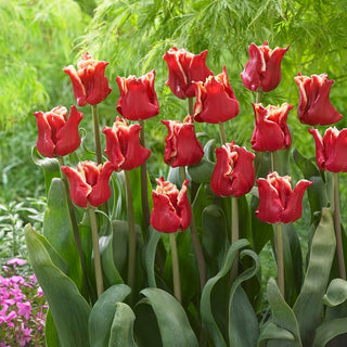 Tulipe - Elegant Crown - Tulipa - Classique au style moderne - 5 bulbes
