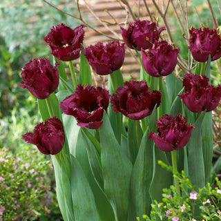 Tulipe - Gorilla - Tulipa - Note moderne, hauteur marquée - 5 bulbes