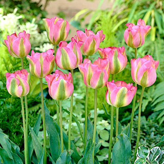 Tulipe - Greenland - Tulipa - Élégance et robustesse réunies - 5 bulbes