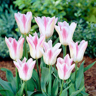 Tulipe - Holland Chic - Tulipa - Fleurs qui séduisent par leur élégance - 5 bulbes