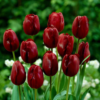 Tulipe - Jan Reus - Tulipa - Durabilité classique et élégance - 5 bulbes