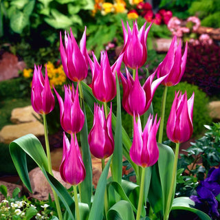 Tulipe - Maytime - Tulipa - Fleurs violettes élancées au jardin - 5 bulbes