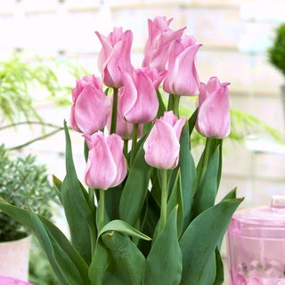 Tulipe - Miss Elegance - Tulipa - élégance rose en avril et mai - 5 bulbes