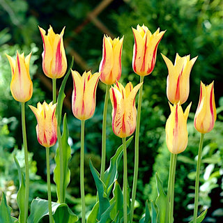 Tulipe - Mona Lisa - Tulipa - Énergie du printemps dans chaque fleur - 5 bulbes