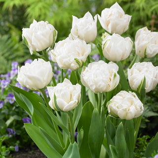 Tulipe - Mount Tacoma - Tulipa - Variété pleine d’originalité - 5 bulbes