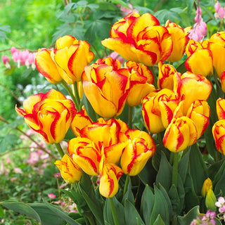Tulipe - Outbreak - Tulipa - Féerie printanière intense de couleurs - 5 bulbes
