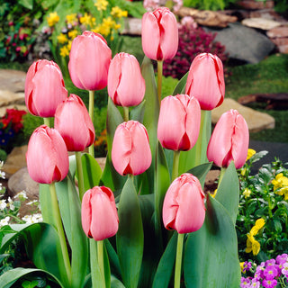 Tulipe - Pink Impression - Tulipa - Fleurs délicatement nacrées, subtiles - 5 bulbes