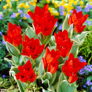 Tulipe - Praestans Unicum - Tulipa - Crée de superbes groupes de fleurs - 5 bulbes