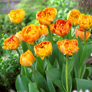 Tulipe - Sunlover - Tulipa - Éclatante parure longue durée - 5 bulbes