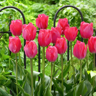 Tulipe - Van Eijk - Tulipa - Grandes fleurs roses classiques - 5 bulbes
