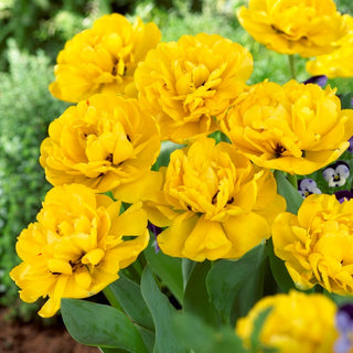 Tulipe - Yellow Pomponette - Tulipa - Crée de somptueux tapis printaniers - 5 bulbes