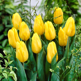Tulipe - jaune - Tulipa - Fleurs ensoleillées qui attirent le regard - 5 bulbes