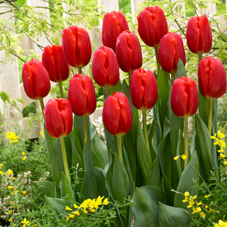 Tulipe - rouge - Tulipa - Accent spectaculaire au jardin - 5 bulbes