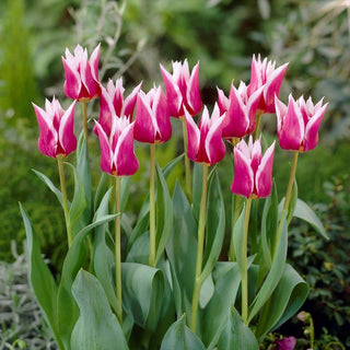 Tulipe à fleurs de lys - Claudia - Tulipa - Fleur pour un jardin d’exception - 5 bulbes