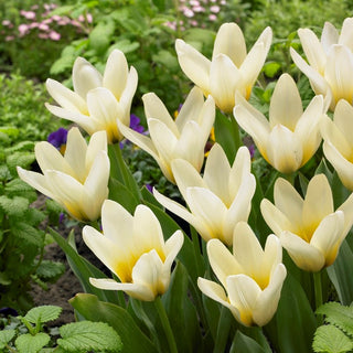 Tulipe - Concerto - Tulipa - Classique en robe crème - 5 bulbes