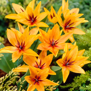Tulipe - Praestans Shogun - Tulipa - Couleur intense, croissance compacte - 5 bulbes