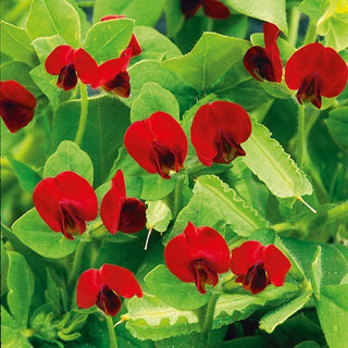 Pois Asperge - Pour le jardin et la cuisine 2 en 1 - Tetragonolobus purpureus - Graines Premium