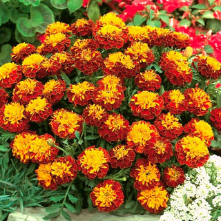 Œillet d'Inde - Champion Flame - Explosion de couleurs pour massifs fleuris - Tagetes patula