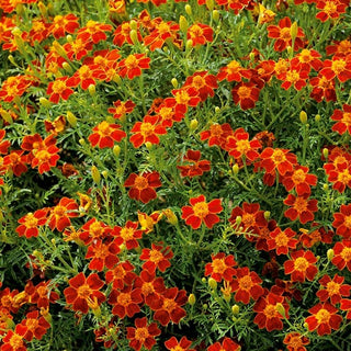 Oeillet d'Inde - Red Gem - Couleur rouge foncé exceptionnelle - Tagetes tenuifolia