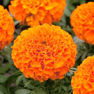Rose d'Inde Nain - Calando Orange - Couleurs florales spectaculaires - Tagetes erecta