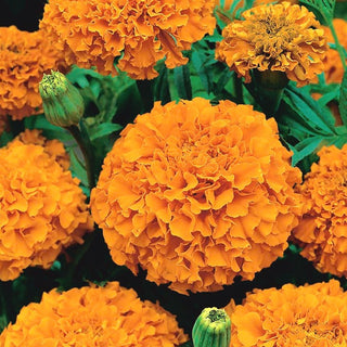 Rose d'Inde - Orange - Fleurs orange sphériques abondantes - Tagetes erecta