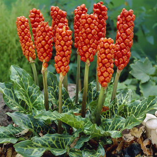 Arum d’Italie - Fruits rouges et feuillage décoratif - 5 bulbes